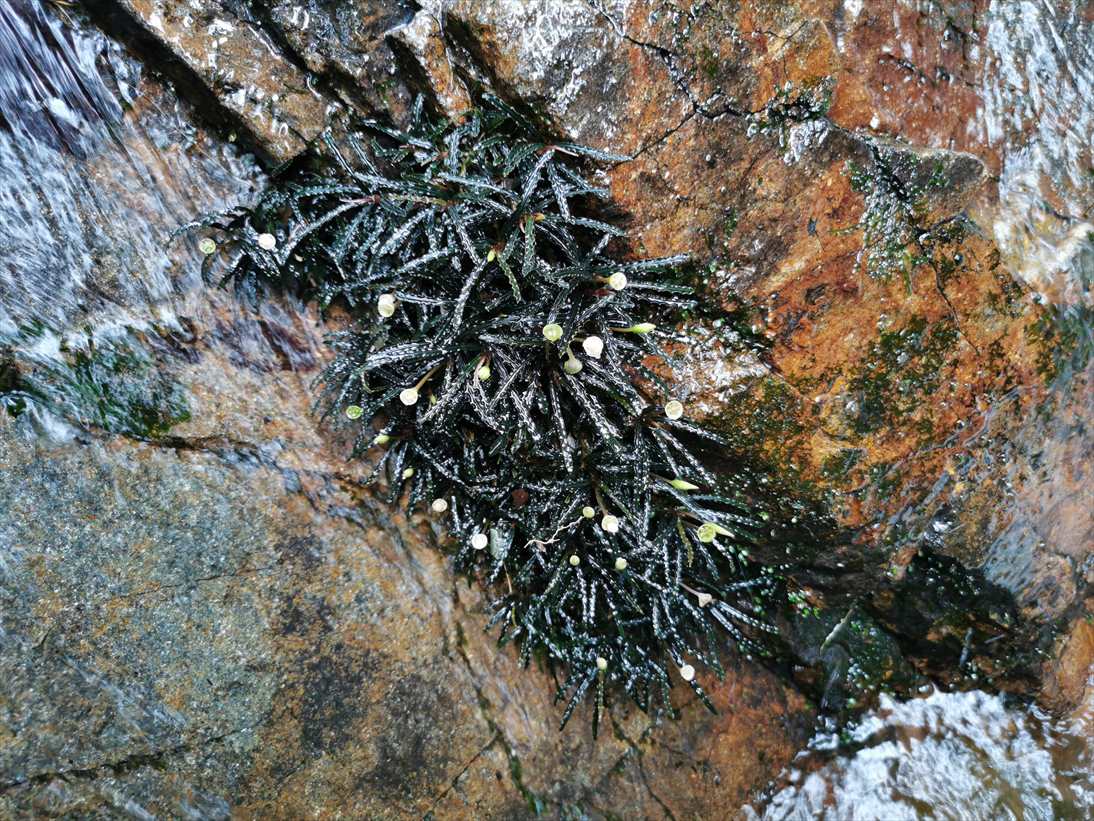 水草 Bucephalandra sp from Ng Pinoh Selatan Bucephalandra sp. 