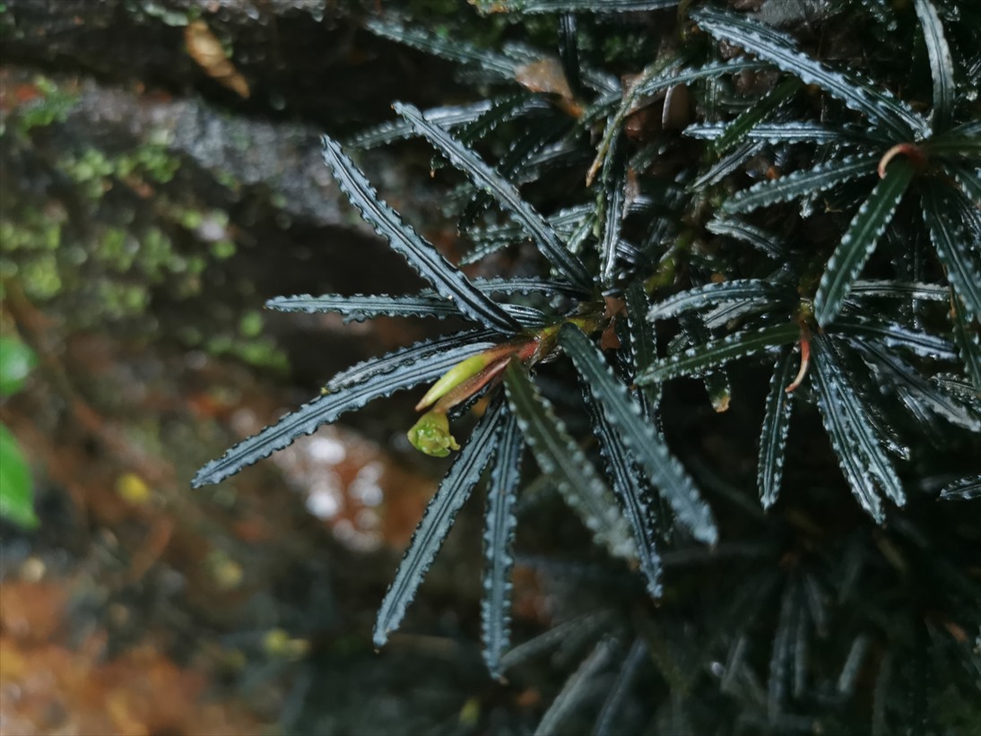 Bucephalandra sp