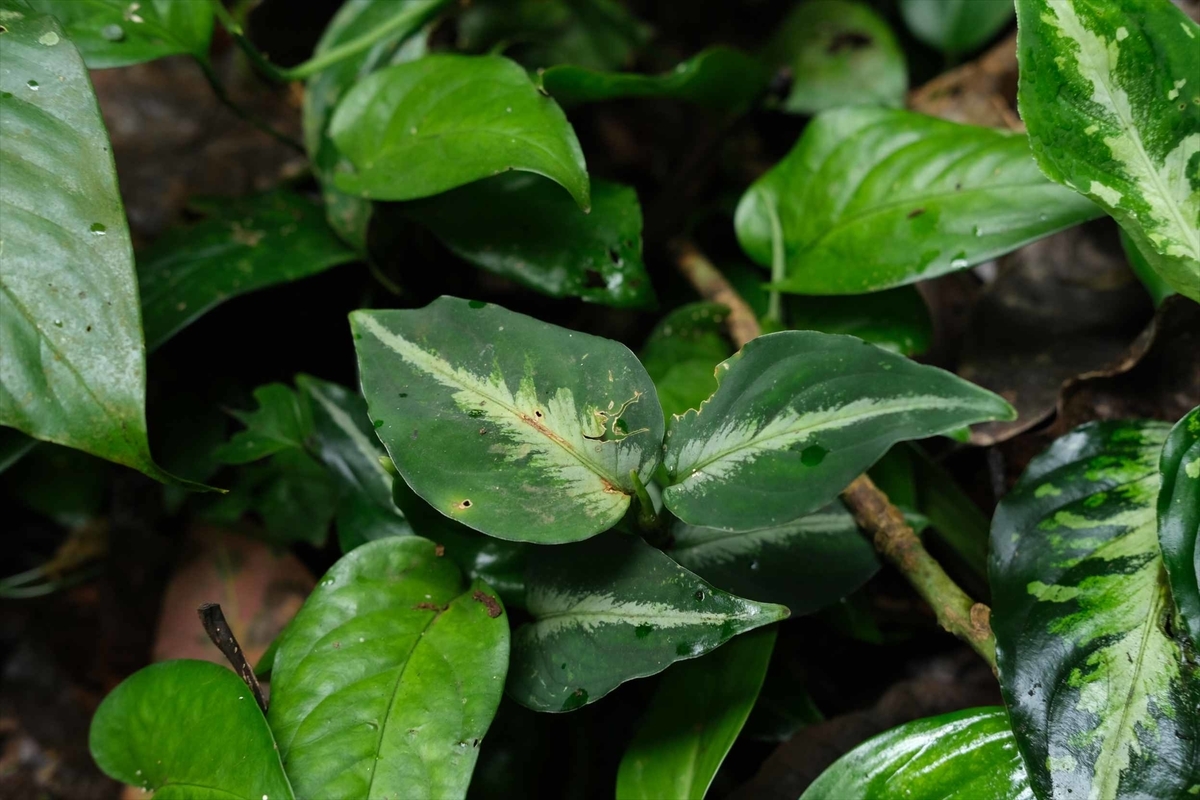 Aglaonema pictum