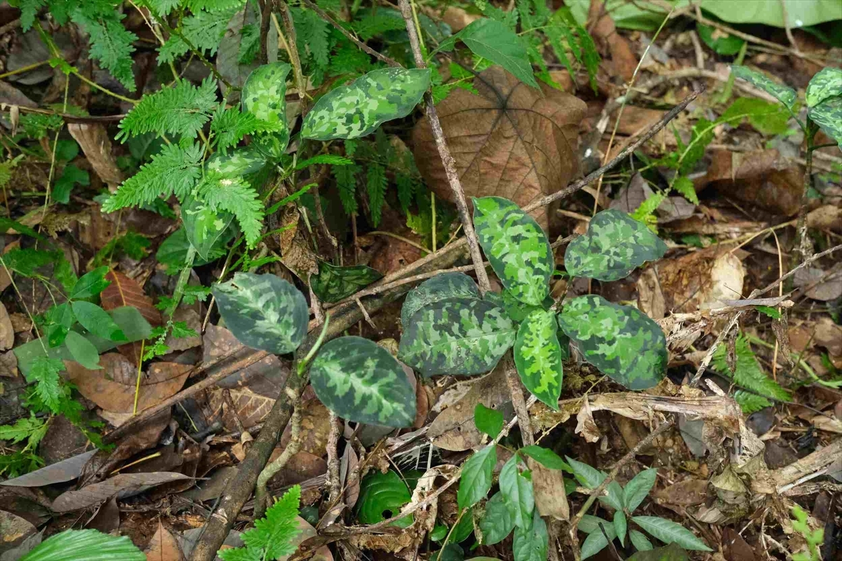 Aglaonema pictum