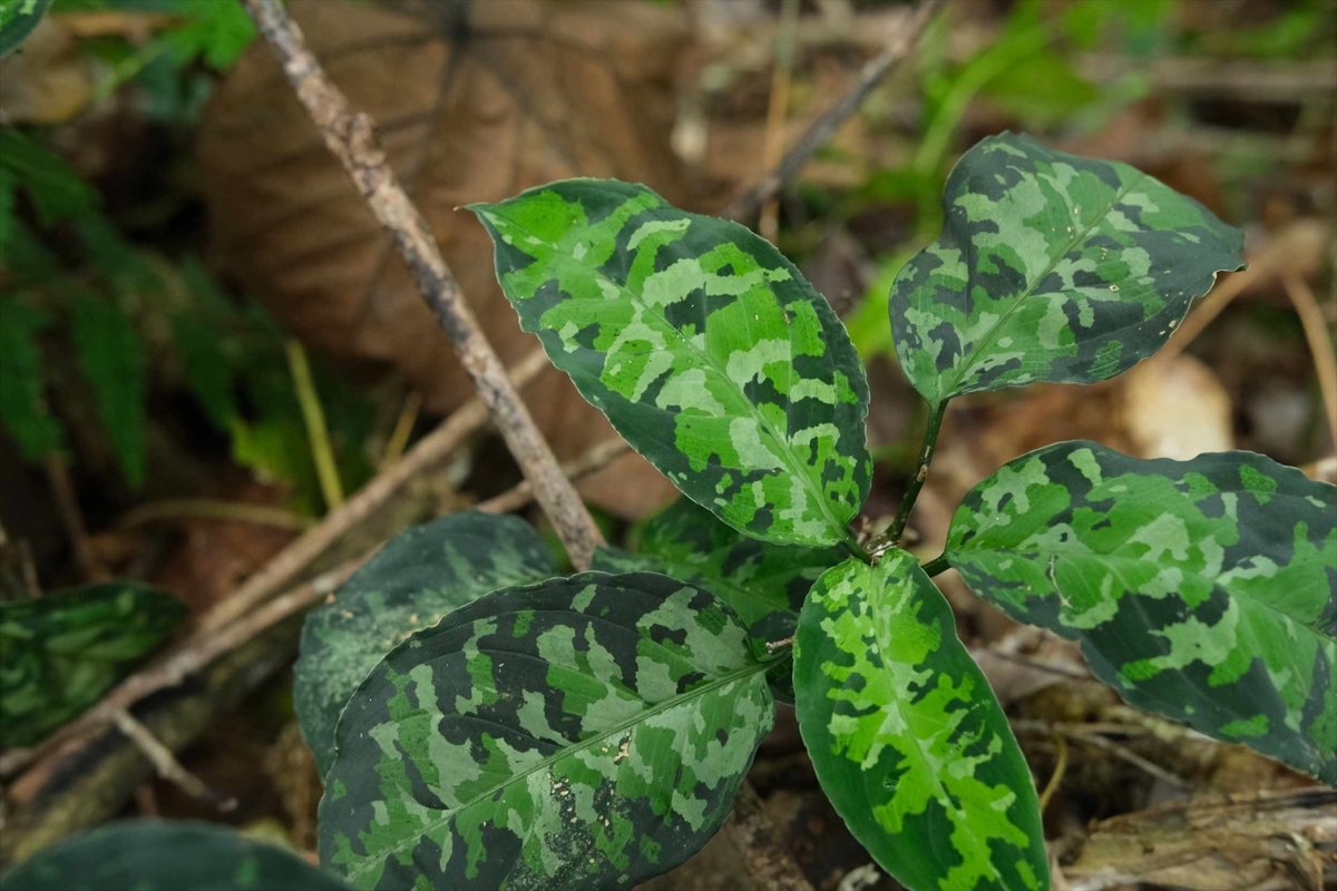 Aglaonema pictum