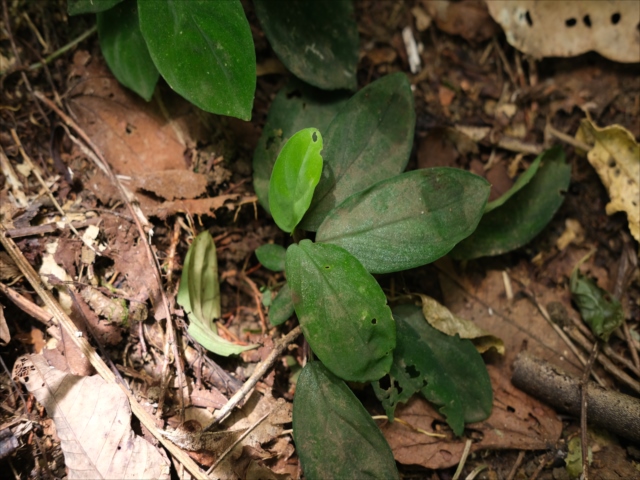 Homalomena sp BNN from Sibolga timur【AZ0322-2