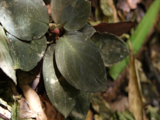 AZ便　Homalomena sp“銀甲冑” AZ0724-2otr ④増殖株 homalomena sp.銀甲冑 ホマロメナ - メルカリ