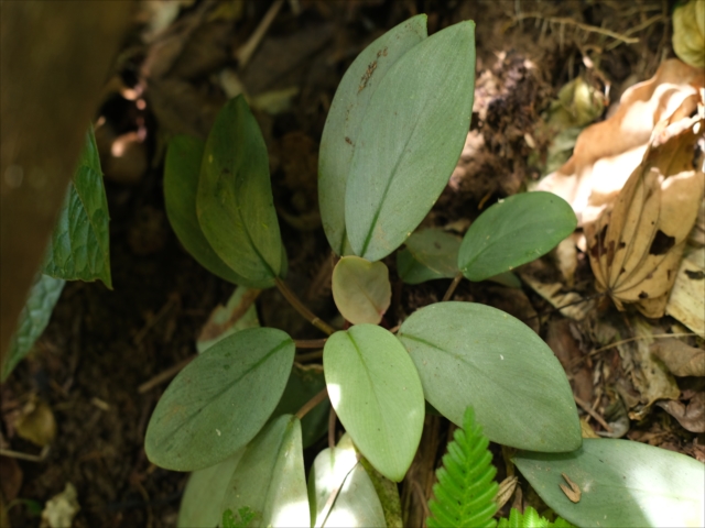 Homalomena sp BNN from Sibolga timur【AZ0322-2