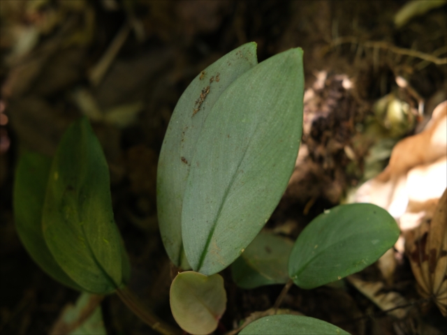 Homalomena sp BNN from Sibolga timur【AZ0322-2】 - azulaquarium's