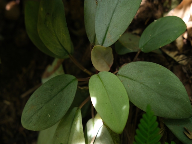 Homalomena sp BNN from Sibolga timur【AZ0322-2】 - azulaquarium's