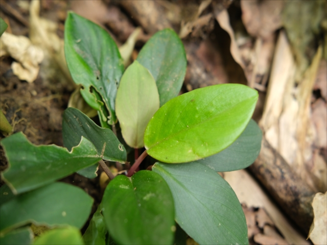 Homalomena sp BNN from Sibolga timur【AZ0322-2】 - azulaquarium's