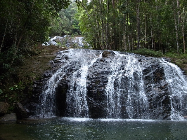 【正規タグ付き】Homalomena sp. \"Air Terjun 1\" Homalomena sp. Air terjun Resun Pulau Lingga 【AZ0811-1