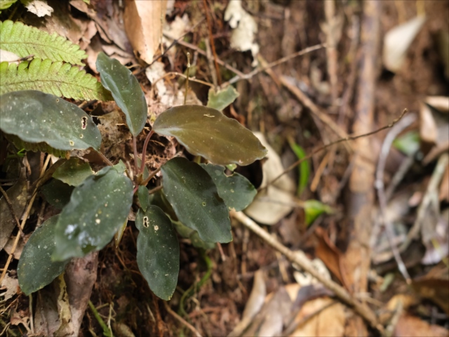 Homalomena sp”Sunshine”【AZ0822-3】と愉快な仲間達 - azulaquarium's