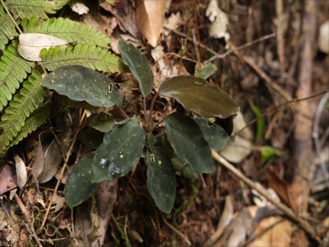 Homalomena sp”Sunshine”【AZ0822-3】と愉快な仲間達 - azulaquarium's