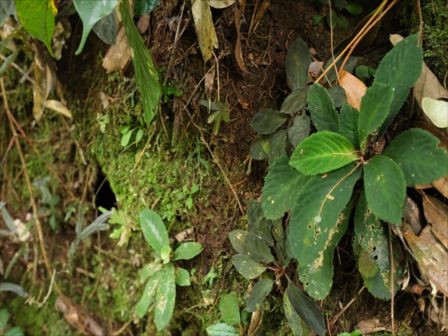 Homalomena sp”Sunshine”【AZ0822-3】と愉快な仲間達 - azulaquarium's