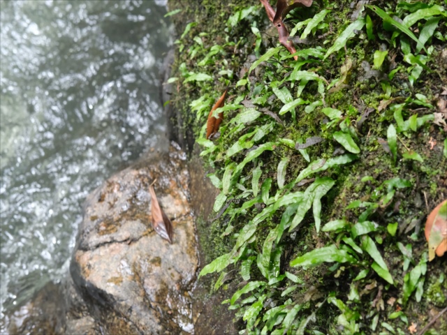 Homalomena sp”Sunshine”【AZ0822-3】と愉快な仲間達 - azulaquarium's