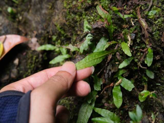 Homalomena sp”Sunshine”【AZ0822-3】と愉快な仲間達 - azulaquarium's