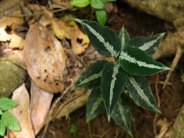 Homalomena sp”Sunshine”【AZ0822-3】と愉快な仲間達 - azulaquarium's