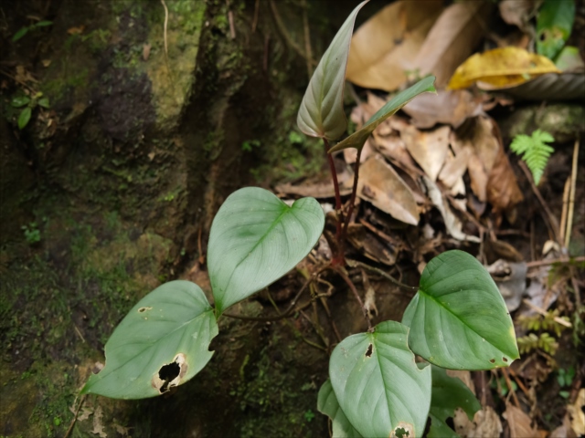 Homalomena sp”Sunshine”【AZ0822-3】と愉快な仲間達 - azulaquarium's