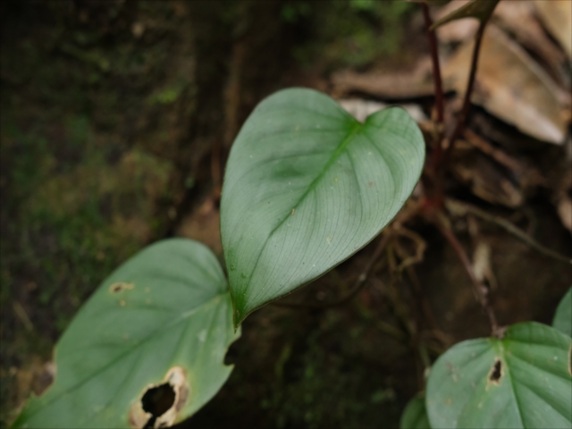 Homalomena sp”Sunshine”【AZ0822-3】と愉快な仲間達 - azulaquarium's