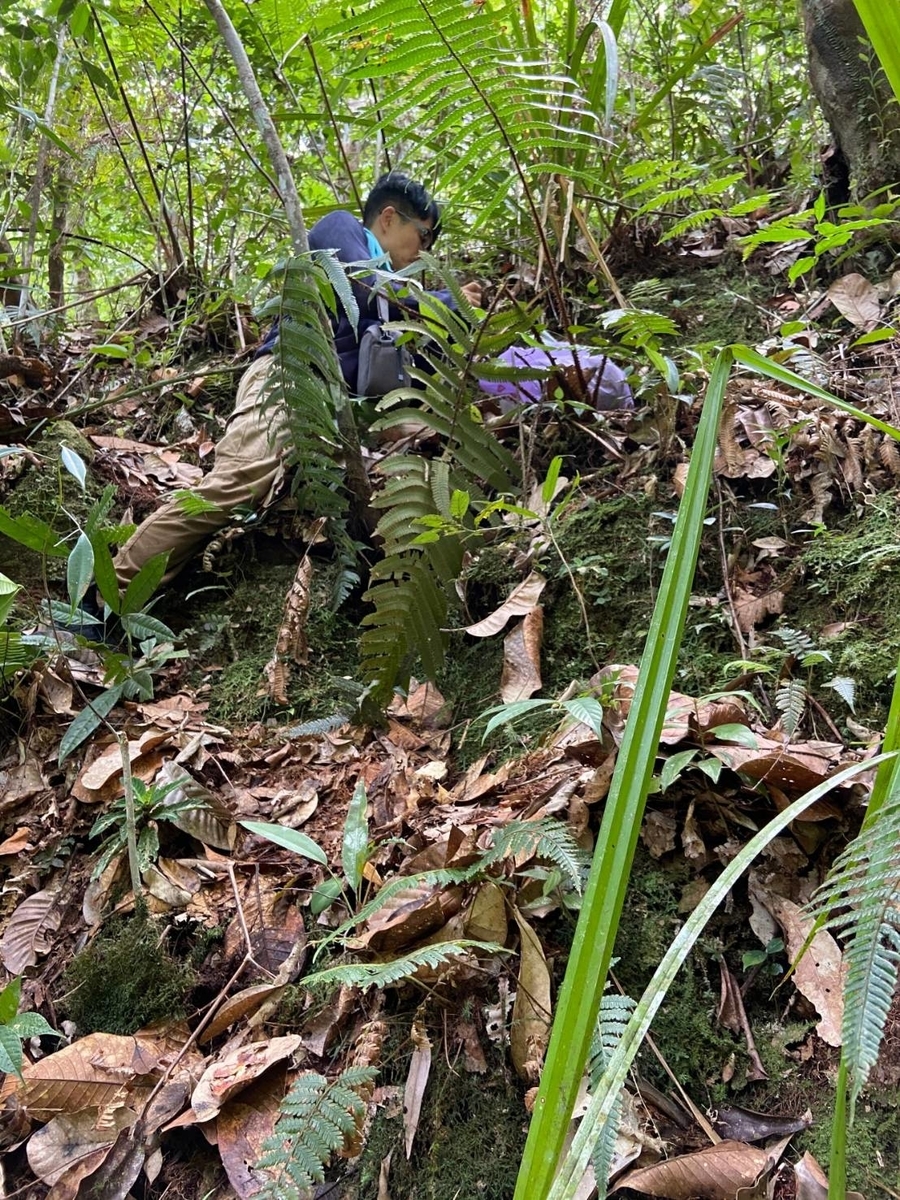 Homalomena sp.緑甲冑 AZ0822-3 採取者タグ付 観葉植物 Homalomena sp