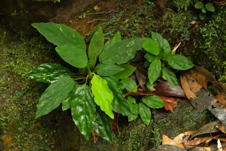 Homalomena sp