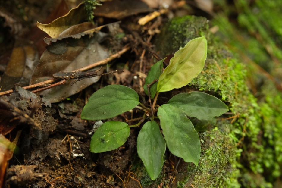 Homalomena sp