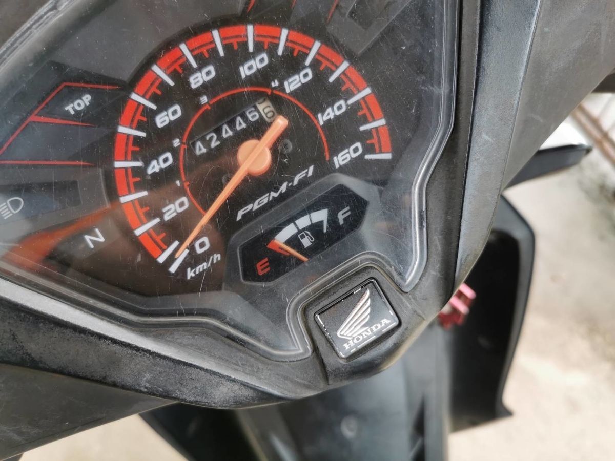 Homalomena sp.\"黒閃\"from kapuas【AZ0819-2】 Yahoo!オークション - Homalomena sp 黒閃 from Kapuas [AZ0819-2] ホ