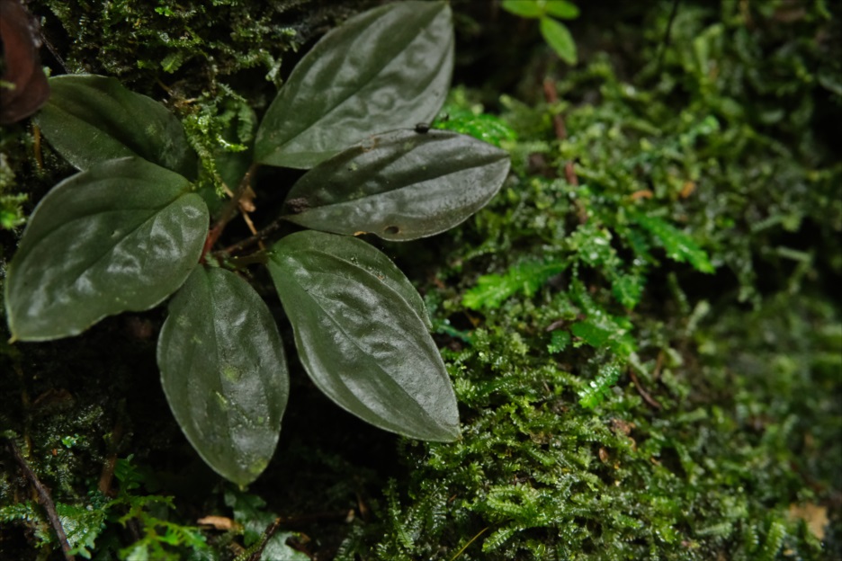 Homalomena sp