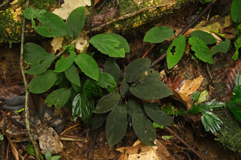Homalomena sp