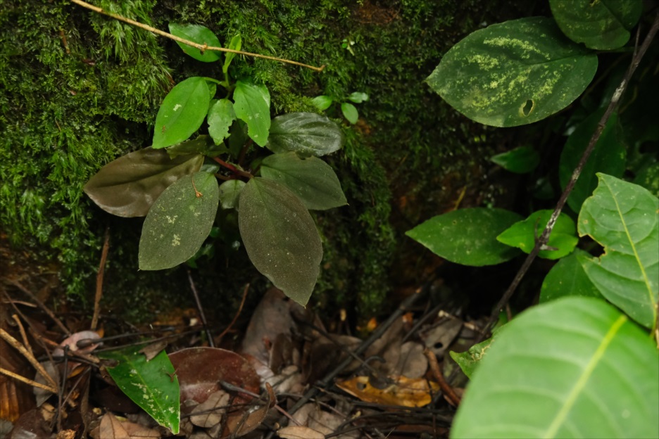 メル　ホマロメナ　ハニービー　ブラック Homalomena sp. 