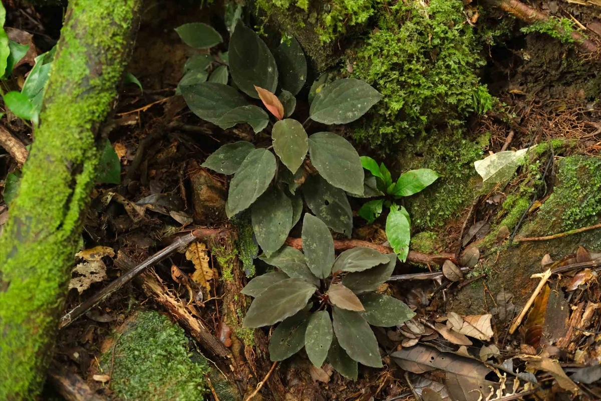 Homalomena sp.\"黒閃\"from kapuas【AZ0819-2】 Yahoo!オークション - Homalomena sp 黒閃 from Kapuas [AZ0819-2] ホ