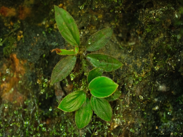 Homalomena cf squamis-draconis