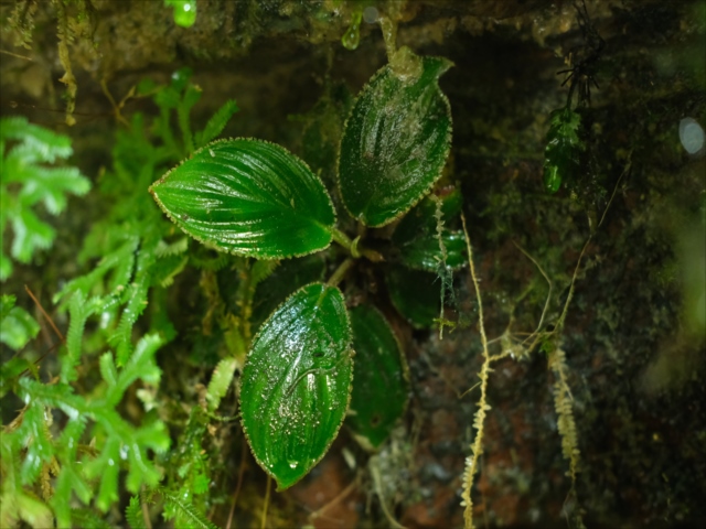 Homalomena cf squamis-draconis