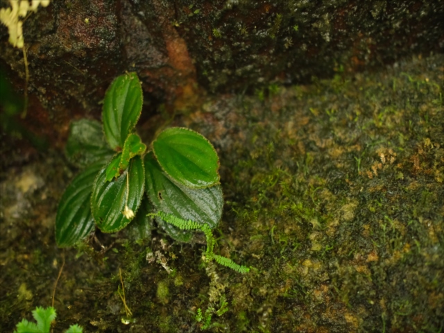 Homalomena cf squamis-draconis