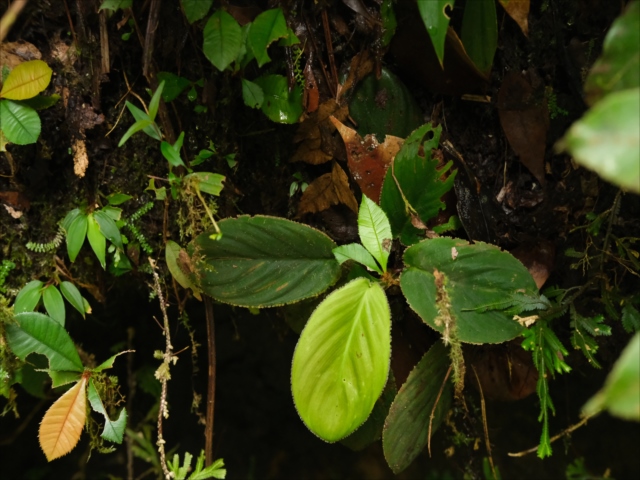 Homalomena cf squamis-draconis
