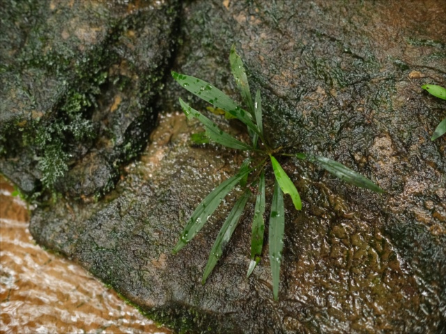 Homalomena cf squamis-draconis
