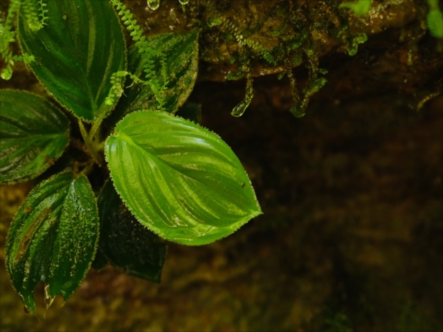 Homalomena sp.竜鱗 Riau【LA0815-01】ホマロメナ 【公式通販】