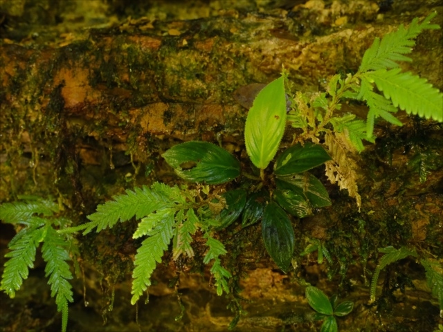Homalomena cf squamis-draconis