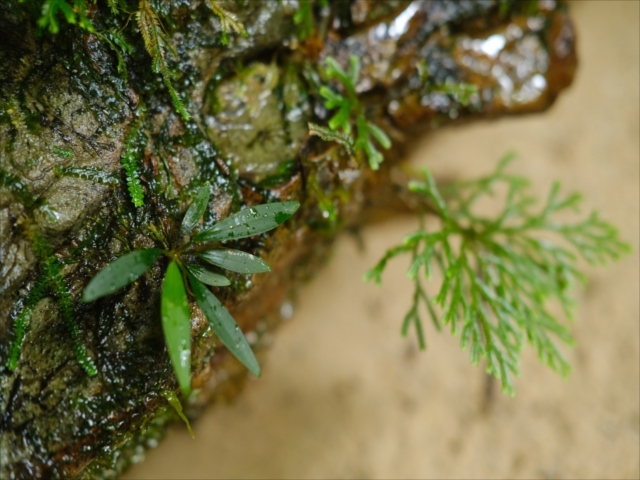 Homalomena cf squamis-draconis