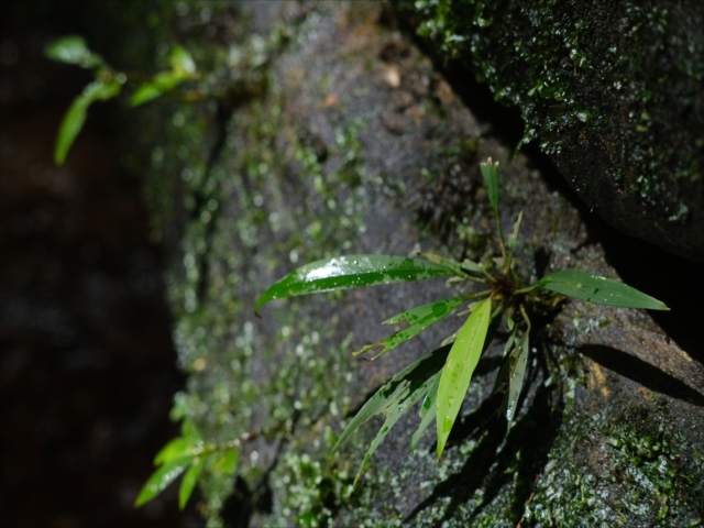 Homalomena cf squamis-draconis