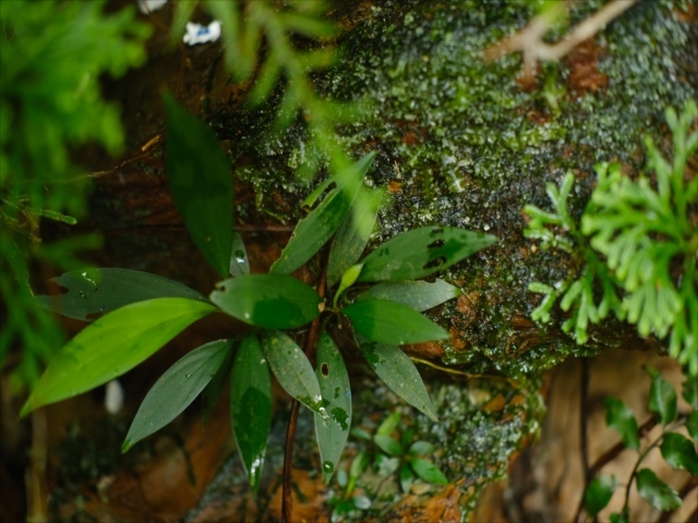Homalomena cf squamis-draconis