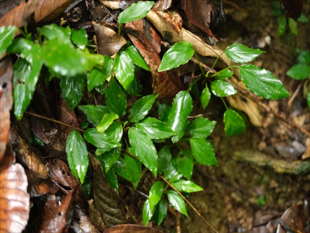 Homalomena sp from Lahat【AZ1123-1】 - azulaquarium's diary