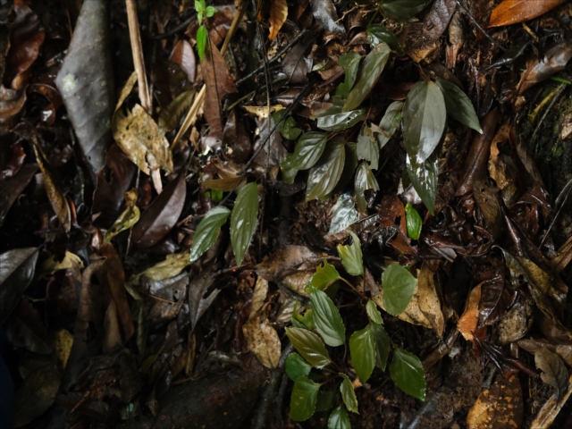 Homalomena sp from Lahat【AZ1123-1】 - azulaquarium's diary