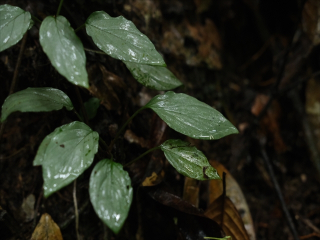 Homalomena sp from Lahat【AZ1123-1】 - azulaquarium's diary