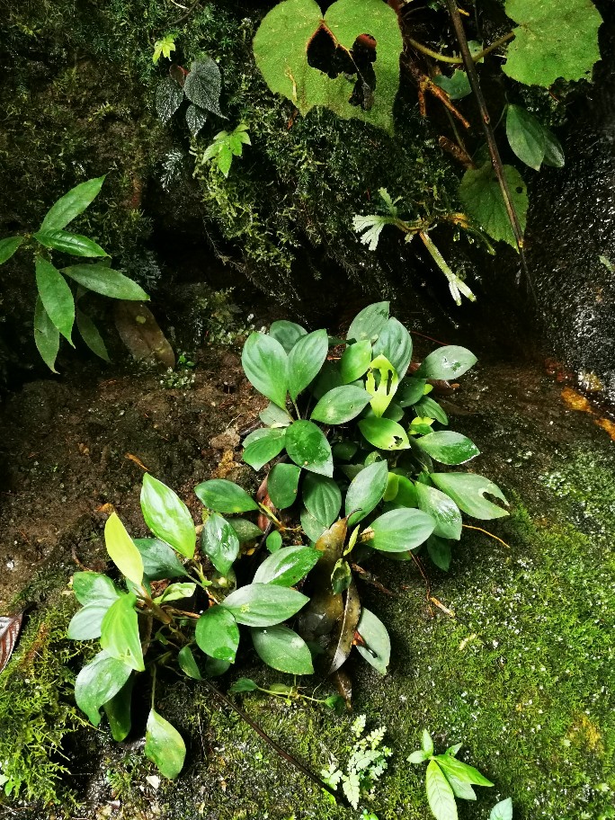 Homalomena sp from Danau Toba utara【AZ1123-15】 - azulaquarium's