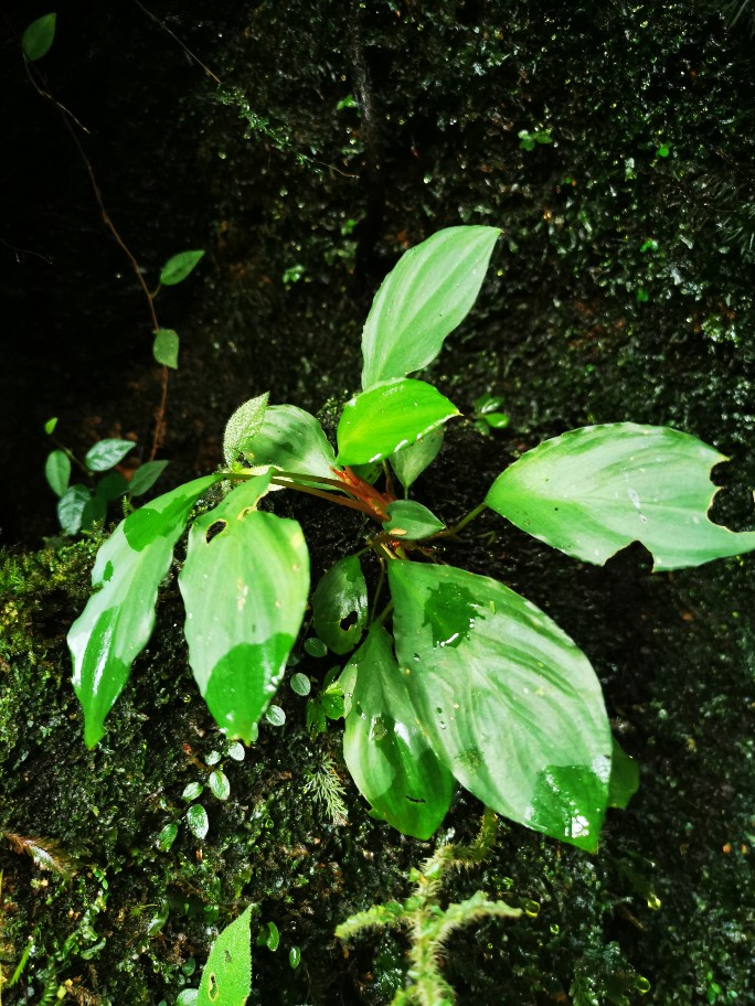 Homalomena sp from Danau Toba utara【AZ1123-15】 - azulaquarium's