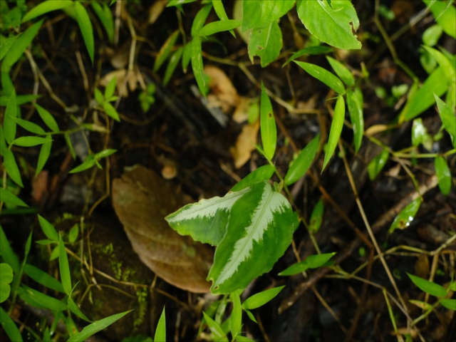 Aglaonema pictum