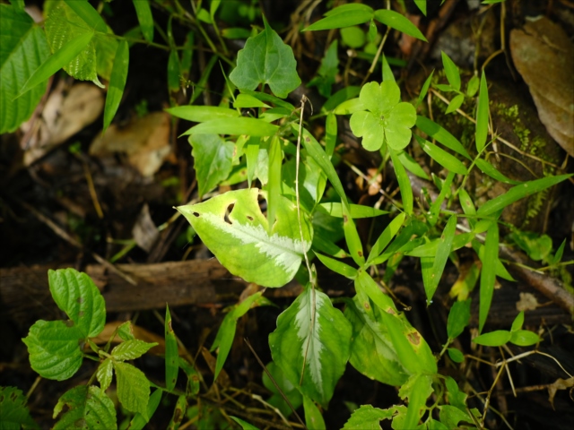 Aglaonema pictum \