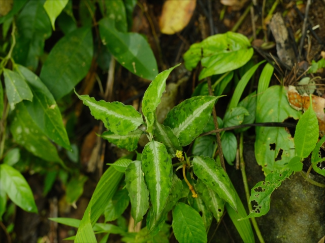 Aglaonema pictum \