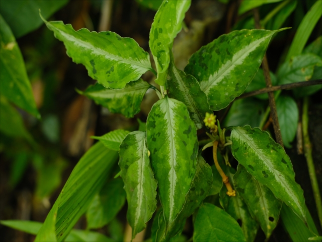 Aglaonema pictum