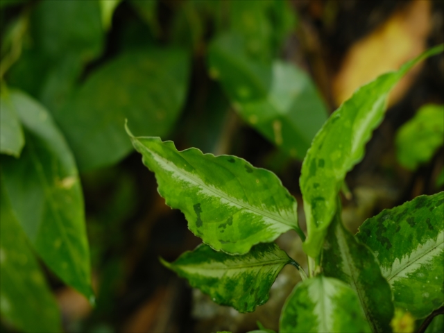 Aglaonema pictum