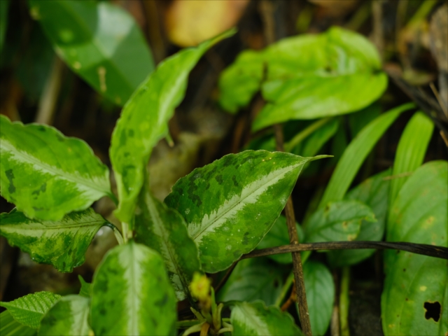 Aglaonema pictum
