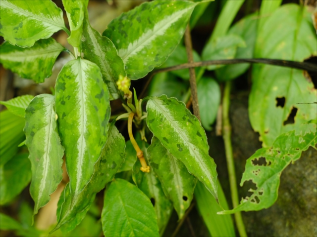 Aglaonema pictum